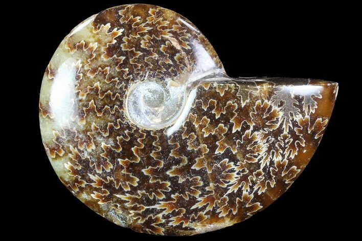Polished, Agatized Ammonite (Cleoniceras) - Madagascar #88110